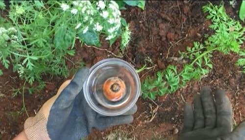 How to Grow Carrot Plant from Carrot Tops 3