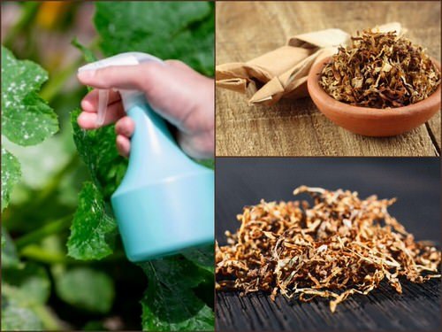 Tobacco Uses in the Garden 2