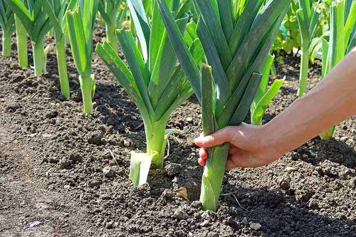 25 Best “Cut and Come Again Vegetables” for a Lot of Harvest! 7