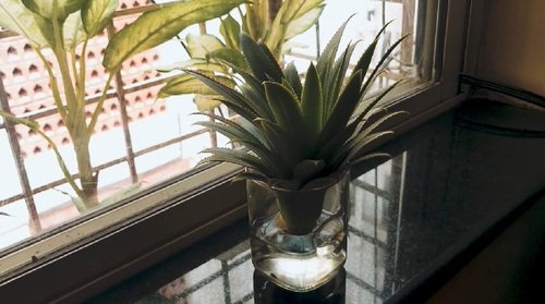How to Grow Pineapples at Home 8