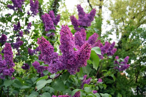 Types of Lilac Flowers 3