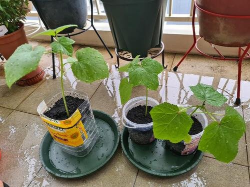 Growing Okra In Pots 2