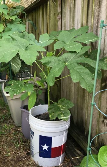 Growing Okra In Pots | How To Grow Lady Fingers In Containers