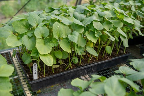 Okra Best Companion Vegetables Plants for Eggplants