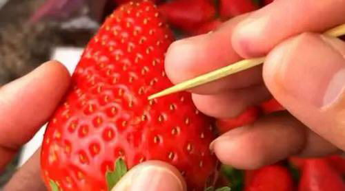  Strawberry Growing Hacks 8