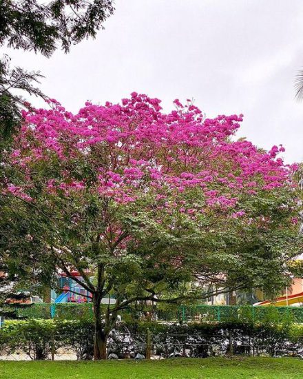 Tabebuia Tree Care, Types, & Growing Information 