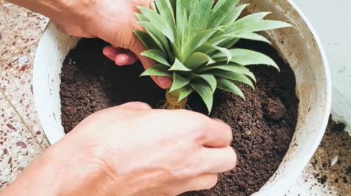 How to Grow Pineapples at Home 23