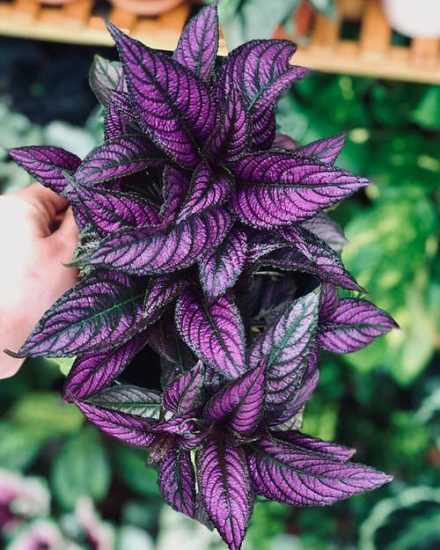 How to Grow Persian Shield | Strobilanthes Dyerianus Care Indoors