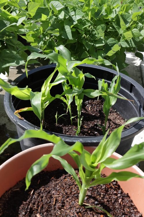 Requirements for Growing Baby Corns in Pots