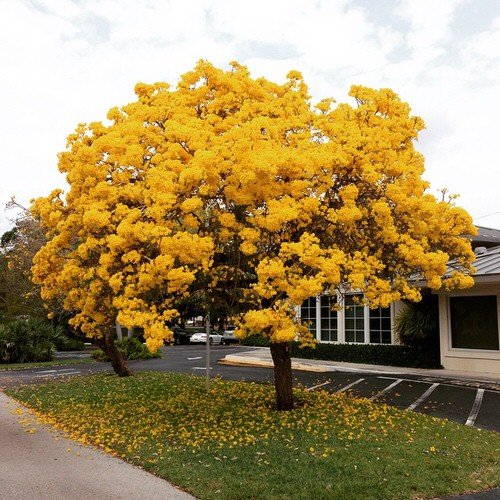 Tabebuia Tree Care Types & Growing Information 5