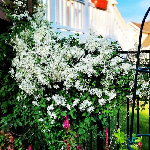 Plants with Clusters of Tiny White Flowers 5