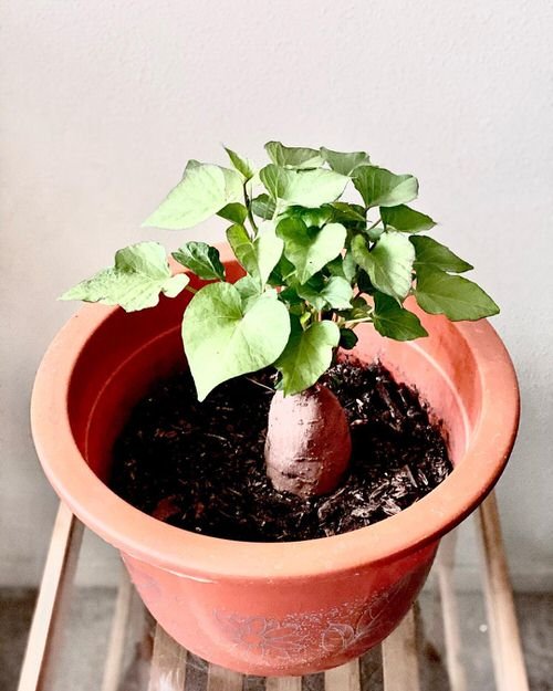 Growing Sweet Potatoes in Containers 2