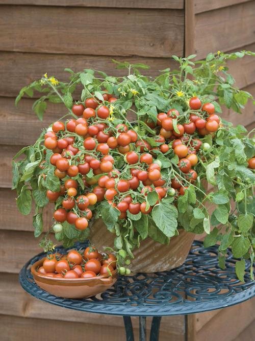 Number One Technique to Produce Sweeter Tomatoes