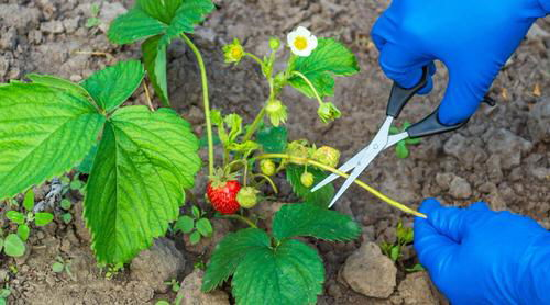  Strawberry Growing Hacks 10