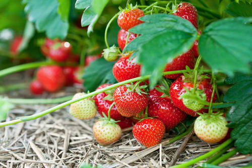  Strawberry Growing Hacks 4