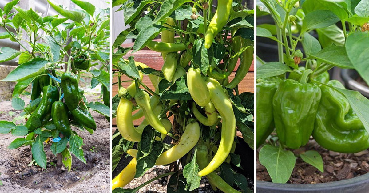 When to Plant Green Peppers in Mid Florida + Best Peppers to Grow in ...