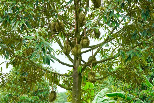 Can You Grow Durian