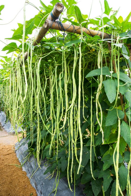 Green beans Best Companion Vegetables Plants for Eggplants