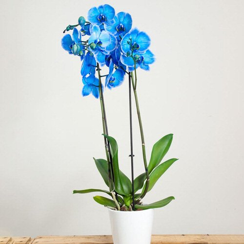 blue orchids 9