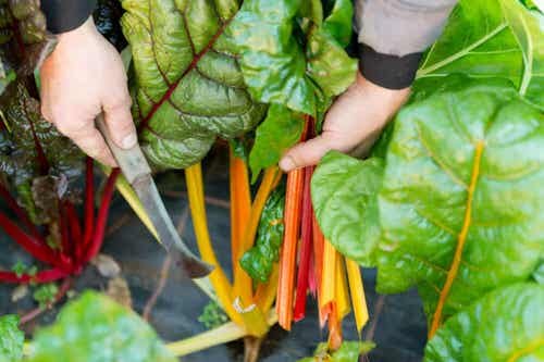 25 Best “Cut and Come Again Vegetables” for a Lot of Harvest! 3
