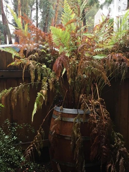 Outdoor Ferns Turning Brown During Fall