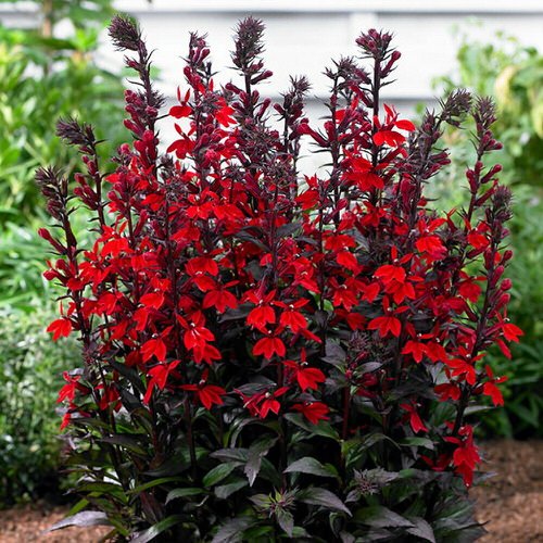 Red Outdoor Plants 3