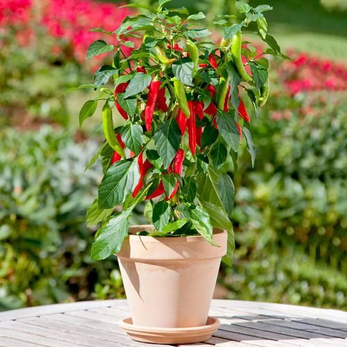 pepper plants 