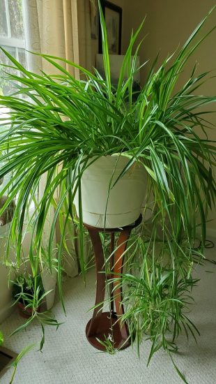 11 Types of Spider Plants | Different Varieties of Spider Plants