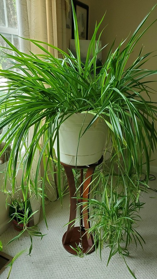 Types of Spider Plant 6