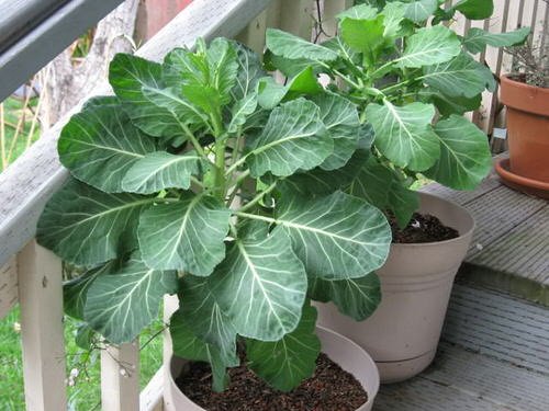 Cruciferous Vegetables You Can Grow 6