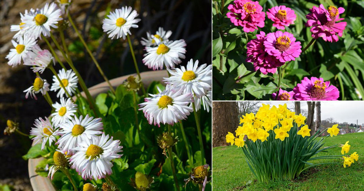 18 Best Perennial Flowers for Kentucky Balcony Garden 