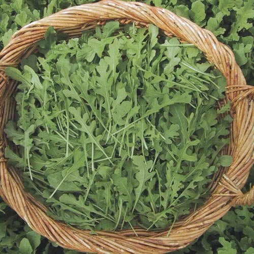 Fast-Growing Leafy Green Vegetables You Can Harvest in Just 15 Days 2