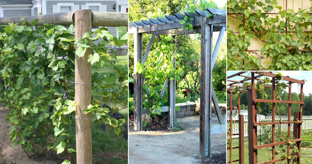 grape vine garden design
