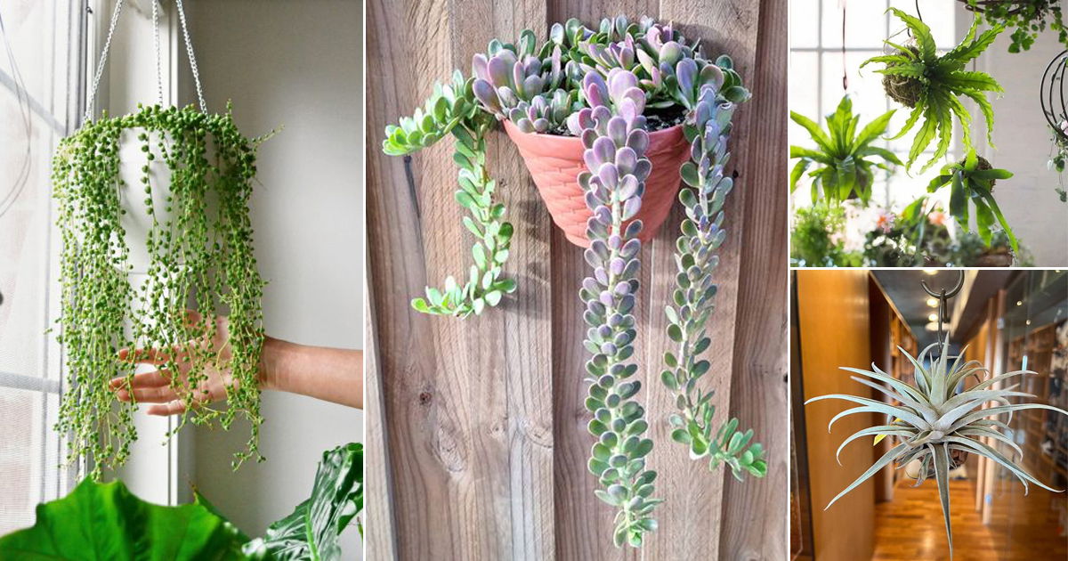 27 Best Houseplants for Hanging Baskets | Balcony Garden Web