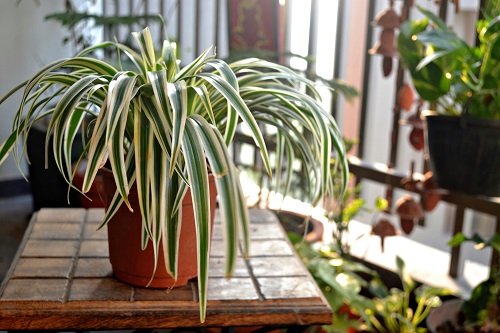Types of Spider Plant 2