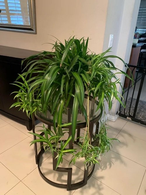 Types of Spider Plant 3