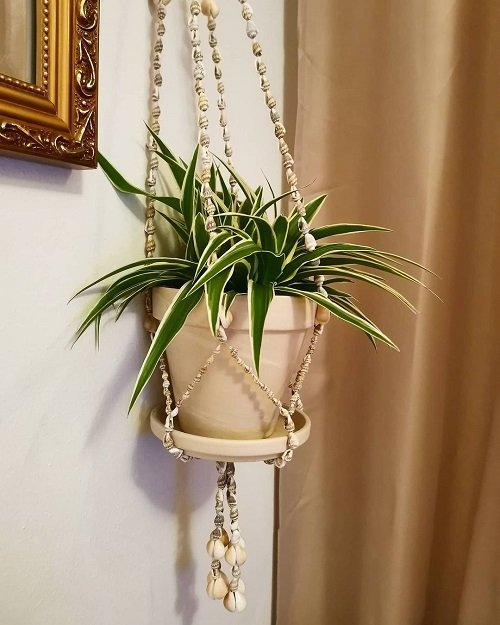 Types of Spider Plant 4