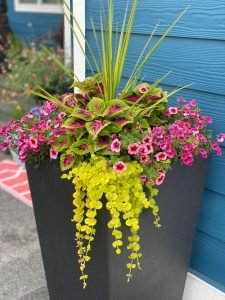 27 Incredible Combinations with Petunias | Balcony Garden Web