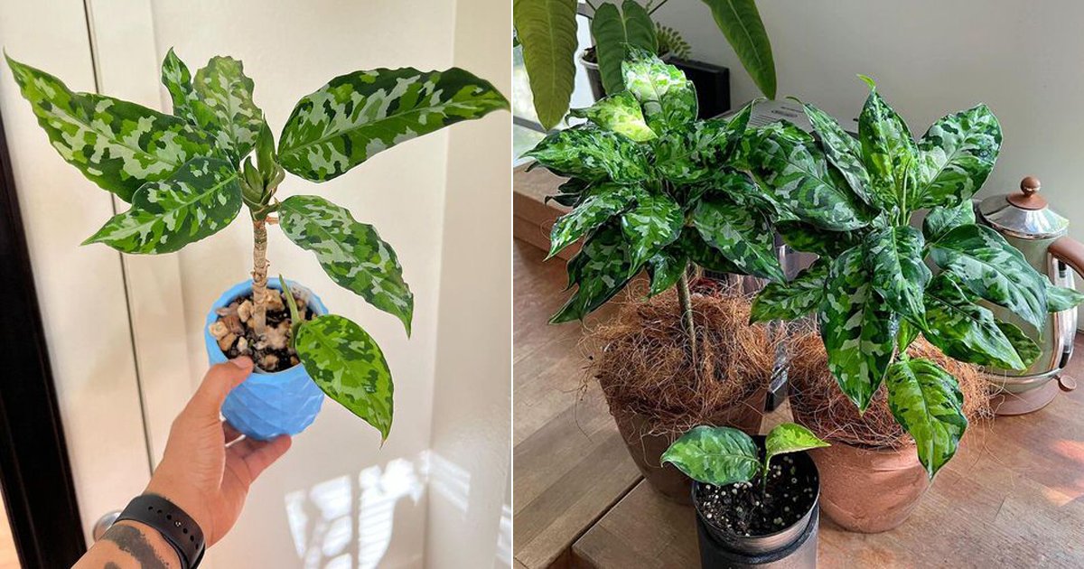 Aglaonema Pictum Tricolor Care and Growing Guide