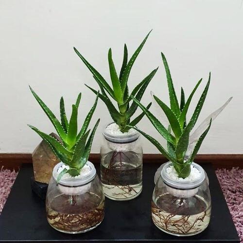Aloe vera Indoor Decor Ideas 14