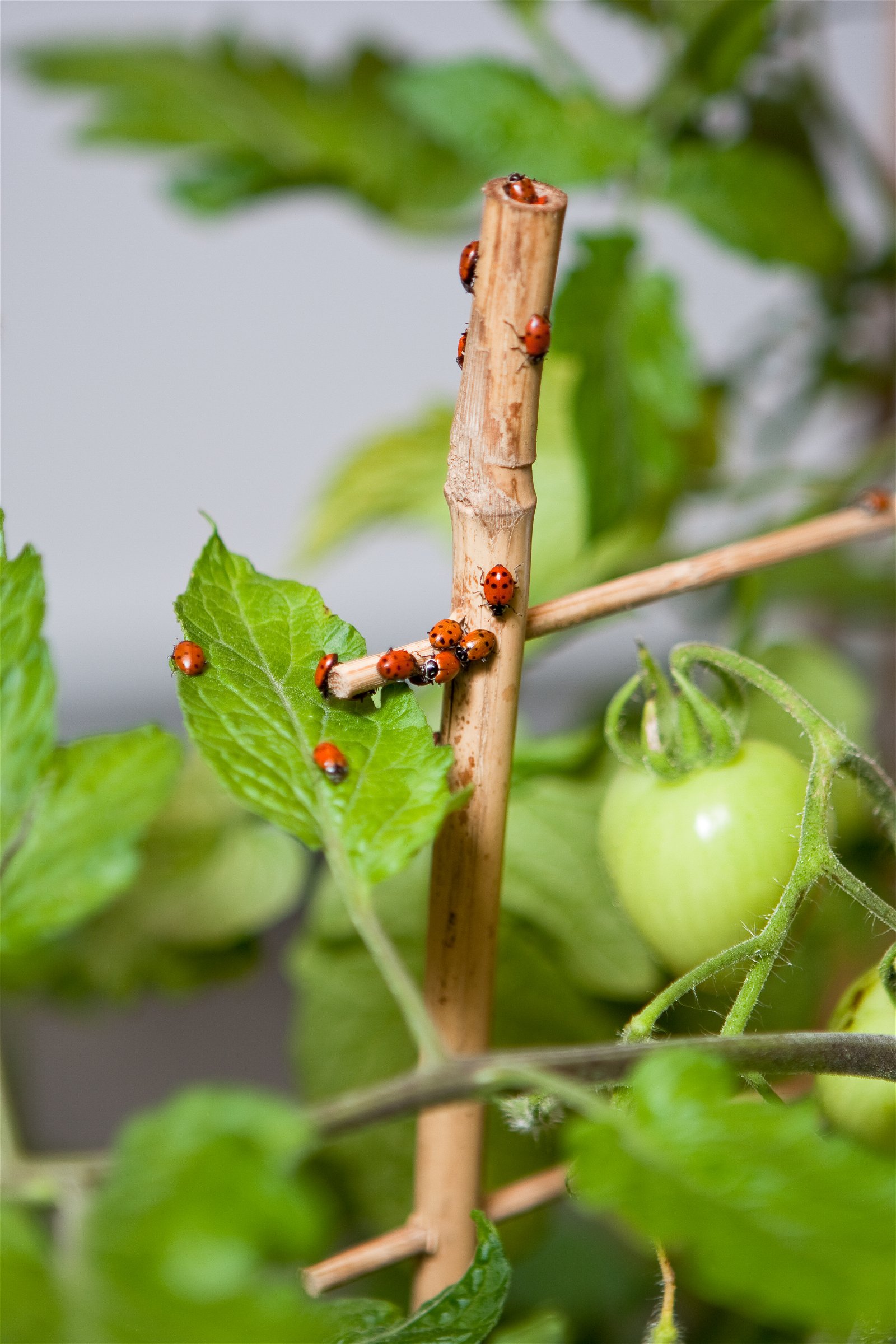 How to Get Rid of Tomato Hornworms 2