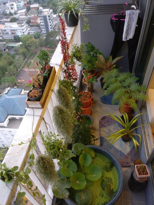 Apartment Balcony Gardens on Reddit for Perfect Inspiration 3