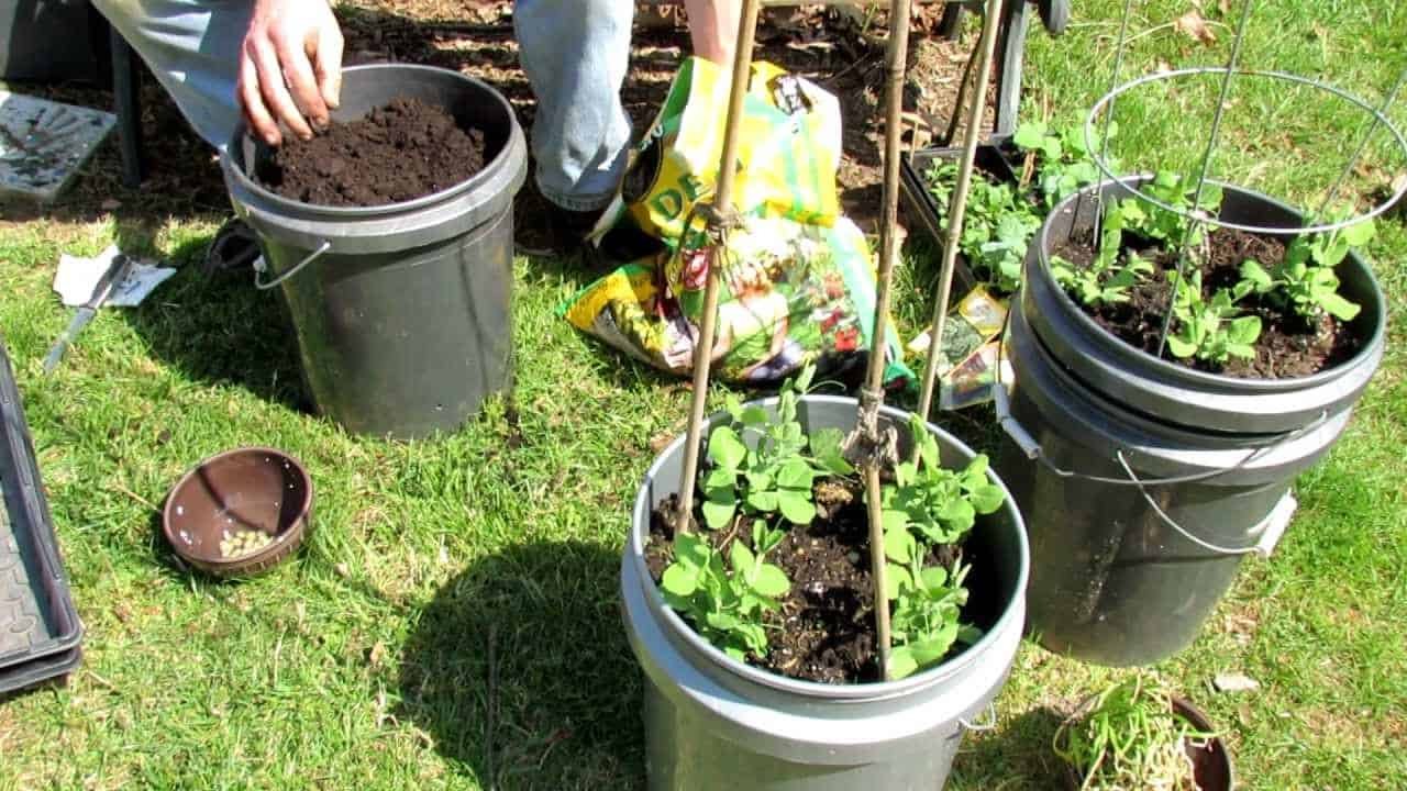 Best Vegetables to Grow in 5 Gallon Buckets in backyard