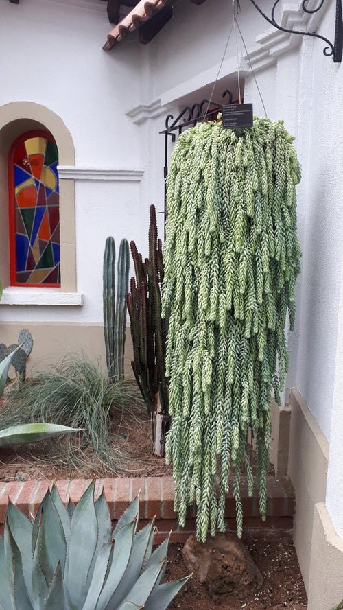 How to Grow Big Burro's Tail Like Pictures