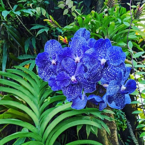 Blue%20Orchid%20Flowers:%20Are%20They%20Real?%20Do%20They%20Exist,%2057%%20OFF