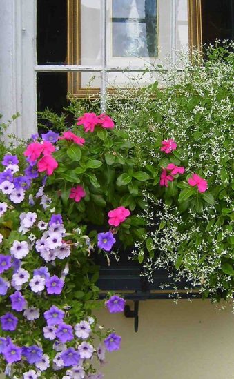 27 Incredible Combinations with Petunias | Balcony Garden Web