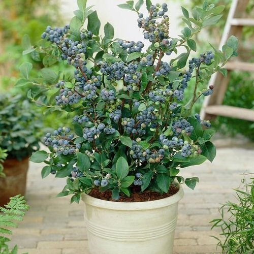 Fruits That Can be Grown in 5-Gallon Bucket