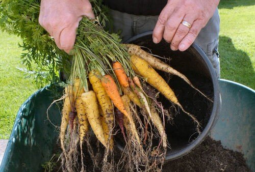 Best Vegetables to Grow in 5 Gallon Buckets in yard