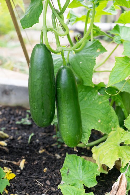  Homemade Yeast Fertilizer for Cucumber Plants