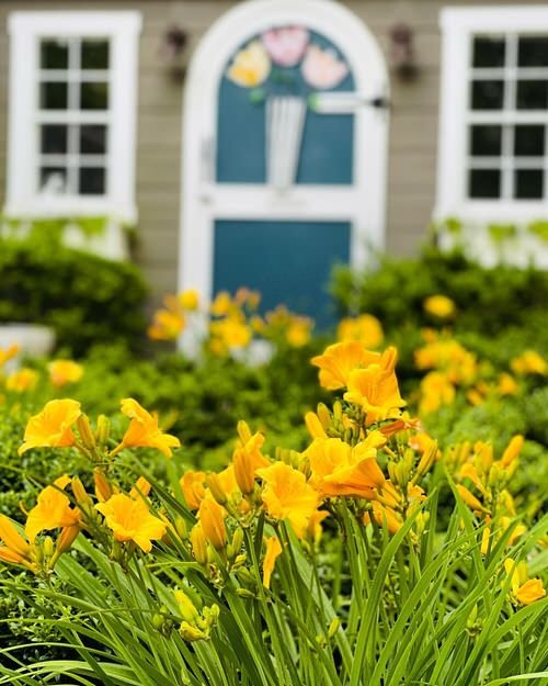 Curb Appeal's Top Plants4